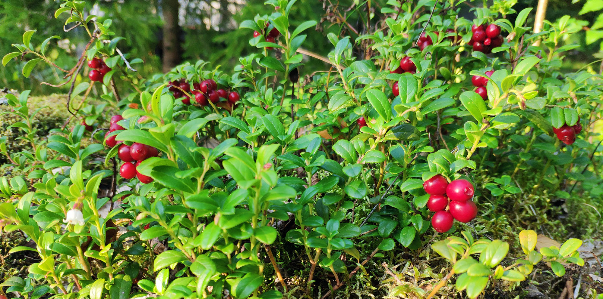 Puolukka Lingonberry