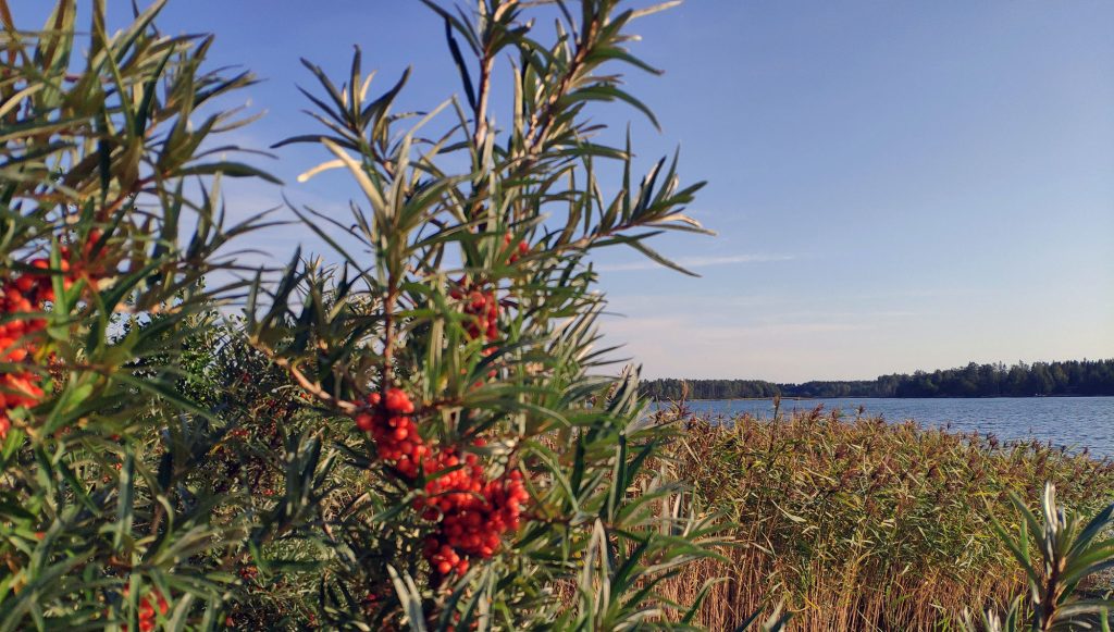 Tyrni-maisema Hawthorn bush landscape