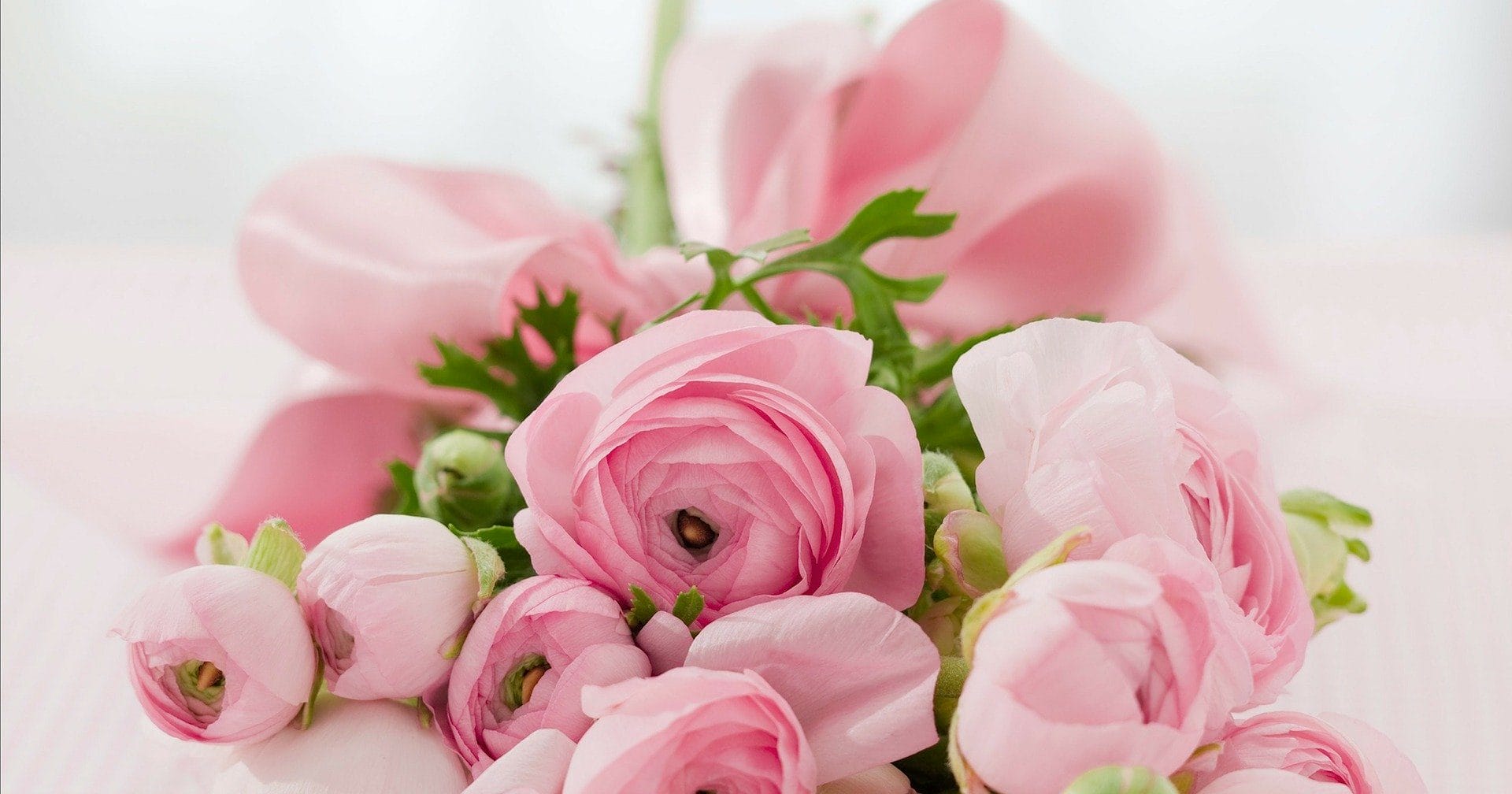 Pink roses.