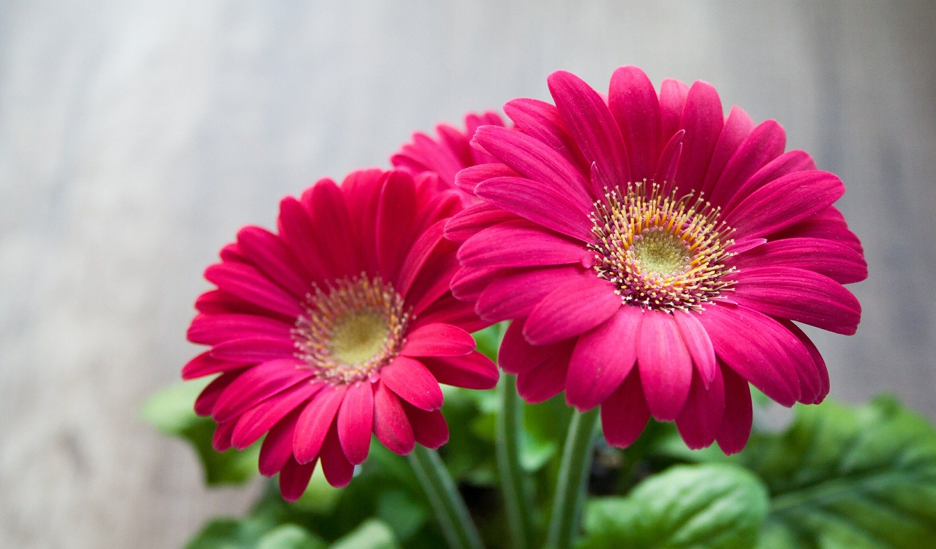Gerbera