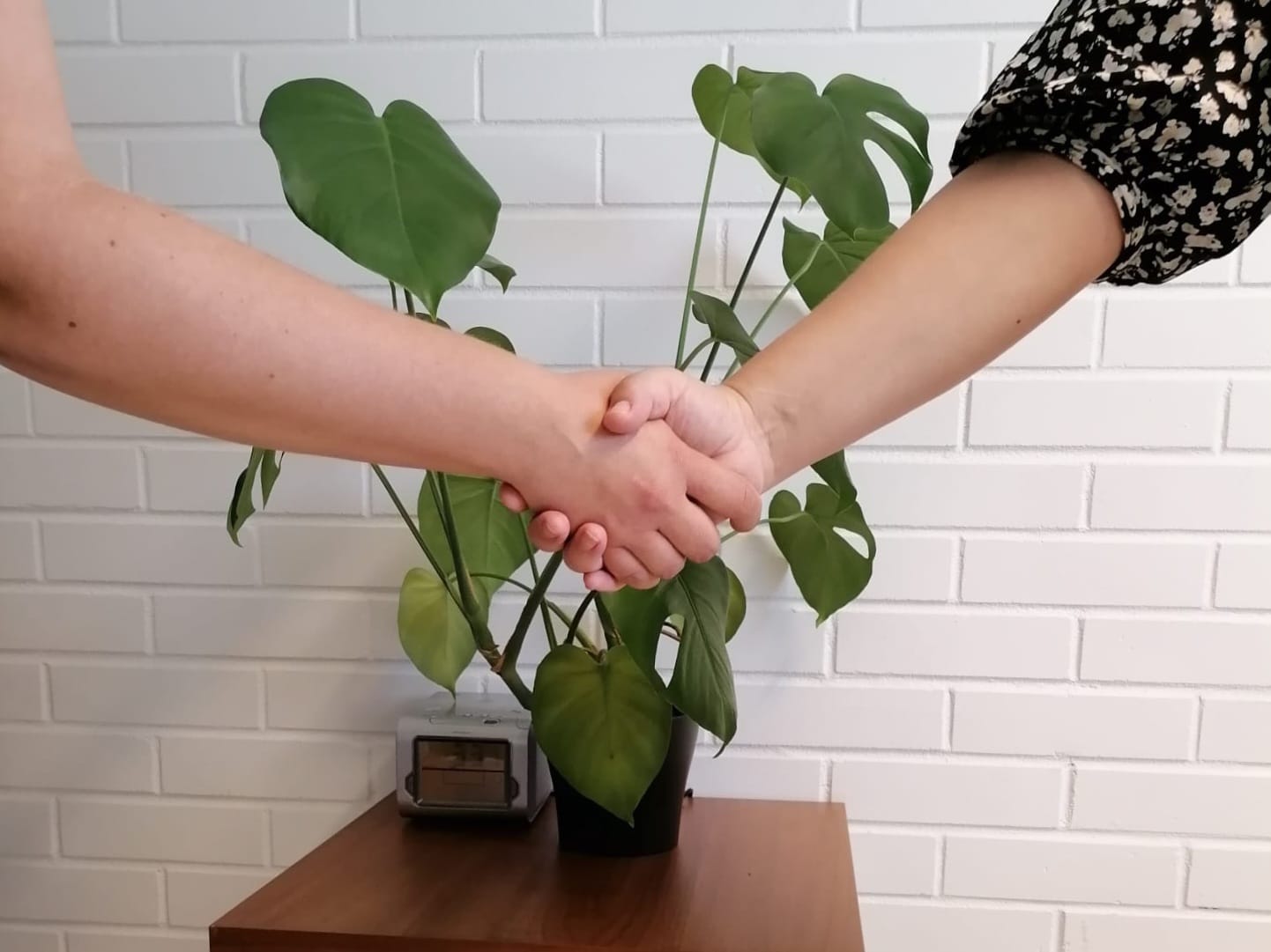 Kättelevät kädet, taustalla viherkasvi