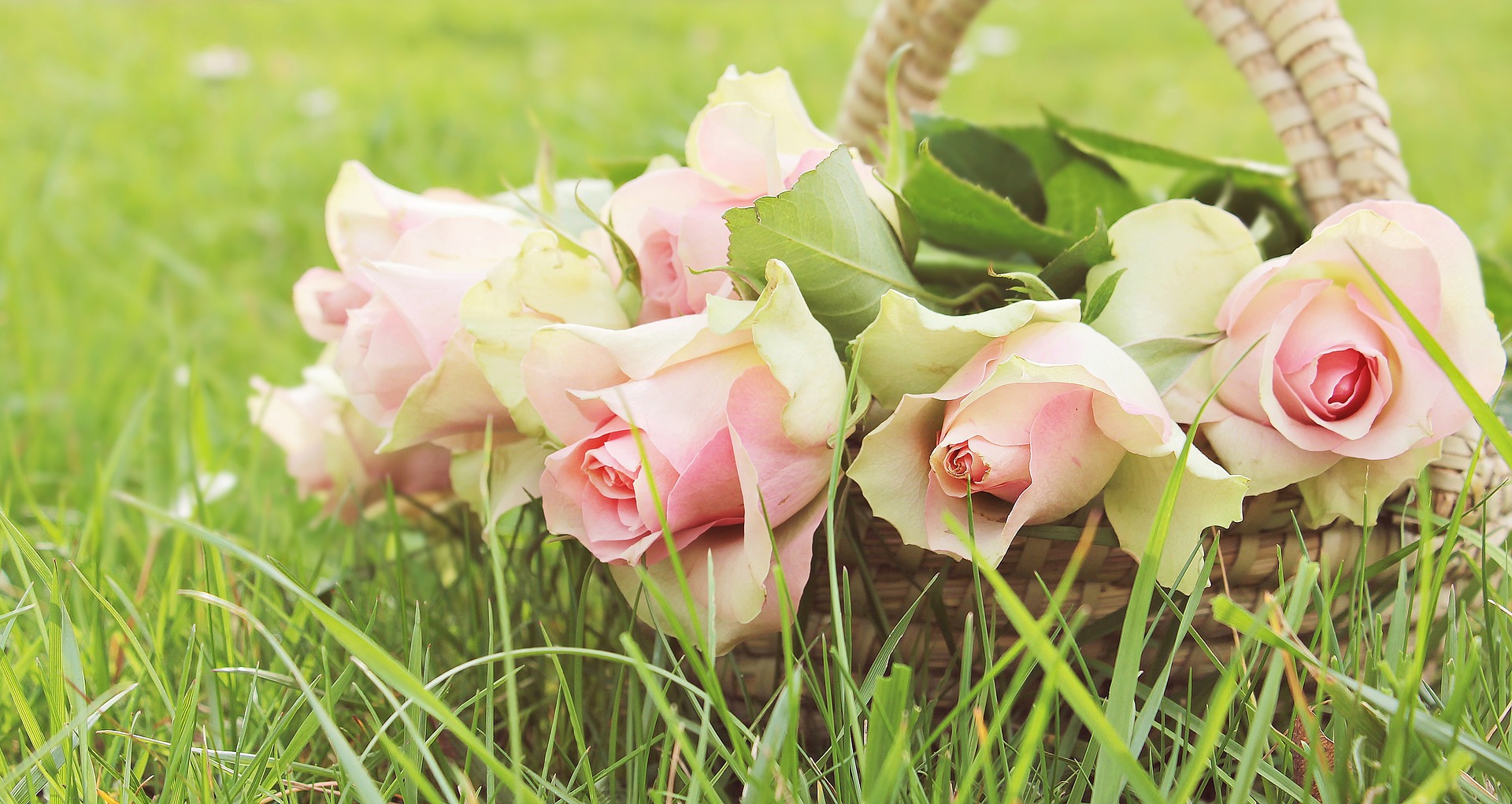 Vaaleanpunaisia ruusuja korissa nurmikolla. Pink roses in a basket on the lawn.