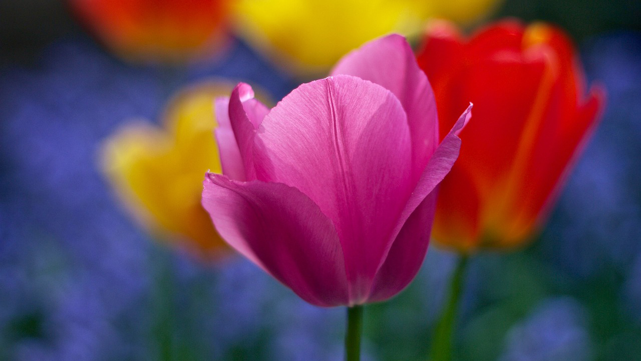 Tulip