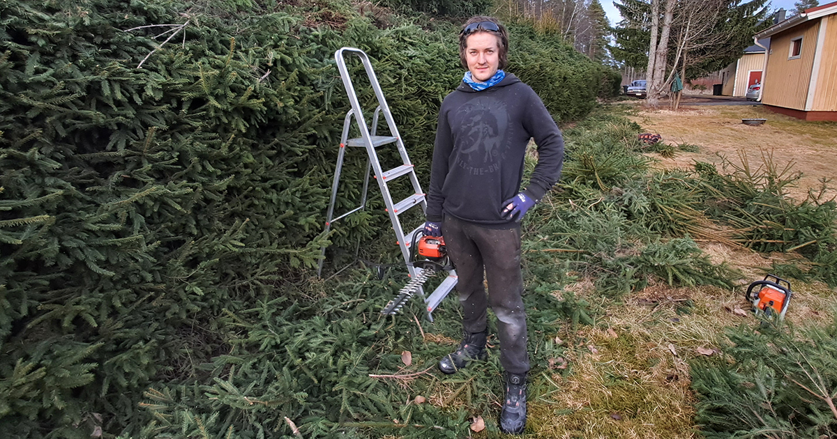 Paavo karsimassa pihansa kuusiaitaa.